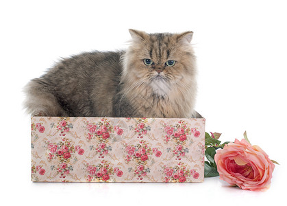百日猫棕色宠物工作室动物小猫工艺猫科盒子背景图片