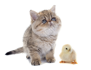 百塞小猫和小鸡打猎猎物猫科棕色工作室宠物动物背景图片
