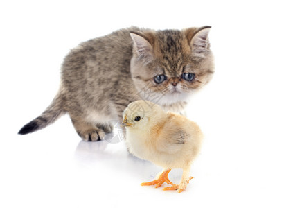 百塞小猫和小鸡捕食者猎物猫科工作室棕色打猎宠物动物背景图片