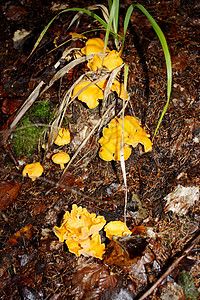 蘑菇食物橙子树木背景图片