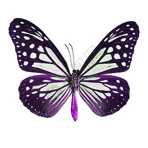 白色上孤立的花丽蝴蝶动物翅膀野生动物紫色哑剧热带宏观森林昆虫黄褐色背景图片