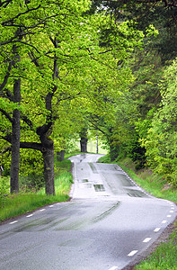 森林雨雨路街道背景图片