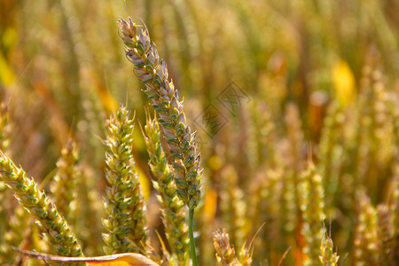 小麦田近身稻草金子环境谷物植物粮食农场乡村场地农业背景图片