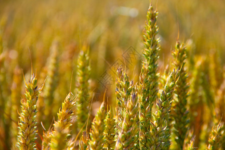 小麦田近身农场面包种子玉米粮食植物晴天生长黄色金子背景图片
