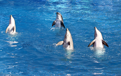 蓝色海豚大鱼四条海豚背景
