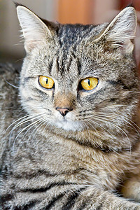 黄色眼睛的猫肖像哺乳动物灰色胡须动物条纹鬓角宠物胡子背景图片