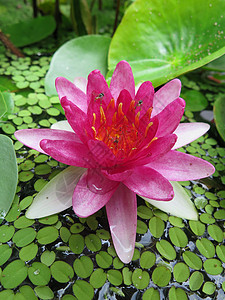 在花园里把粉红莲花封起来池塘蓝色绿色花朵植物粉色白色植物群荷花背景图片