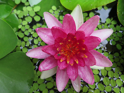 在花园里把粉红莲花封起来植物池塘蓝色植物群粉色荷花白色绿色花朵背景图片