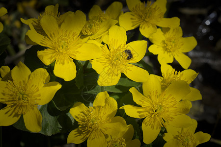 野蜜蜂在草地上的黄花背景图片