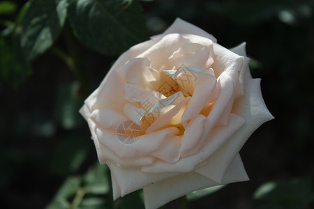 花园里的花朵玫瑰创造香气魅力压痛大自然背景图片