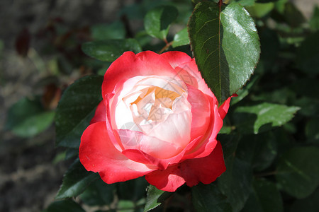 花园里的花朵玫瑰创造魅力压痛香气大自然背景图片