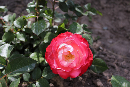 花园里的花朵玫瑰大自然压痛香气创造魅力背景图片