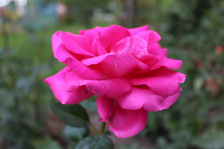 花园里的花朵玫瑰香气魅力创造压痛大自然背景图片