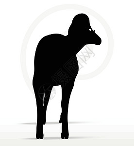 扭头大角绵羊 摇摇头姿势宠物山羊白色插图荒野黑色冒充阴影草图哺乳动物插画