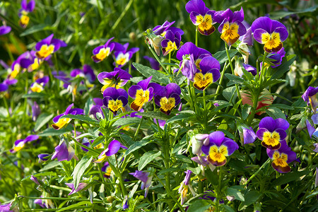 园艺板葡萄园 Viola Viola三色是一种大品种花园生长绿色园艺中提琴叶子紫色大花植物花店背景图片