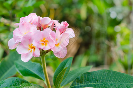 粉红花花叶子植物黄色花园绿色白色热带粉色植物群花瓣背景图片