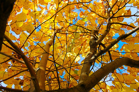 秋叶黄色橙子金子环境衬套背景图片