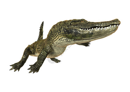 美洲鳄鱼危险捕食者白色动物野生动物热带牙齿荒野食肉皮肤背景图片