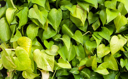 金绿色绿色 Pothos 纹理背景猎人表皮热带植物绿萝藤蔓阳光植物群金黄色叶子背景图片