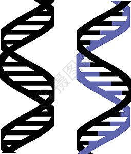 HER2蛋白质放大DNA 图标染色体插图技术保健结构螺旋细胞微生物学生物学考试设计图片