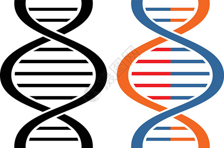 HER2蛋白质放大DNA 图标考试生活医疗技术生物学微生物学对象螺旋化学结构设计图片