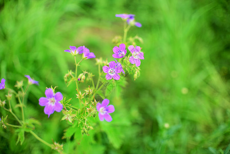 野花花朵场地绿色太阳花瓣阳光植物学草地植物杂草背景图片