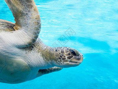 绿海龟爬虫濒危海洋龟类气候生活黑龟大海龟密码情调背景图片
