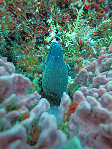 图兰珊瑚海海底高清图片