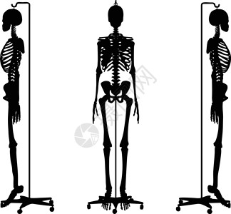 默认姿势的轮廓插图阴影草图框架骨骼骨头冒充白色背景图片