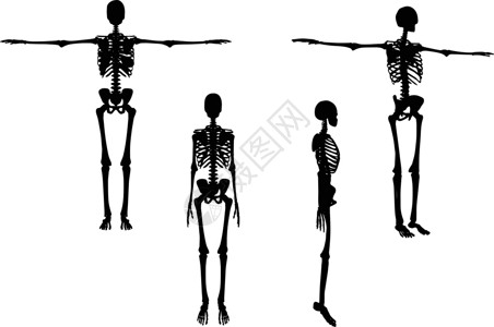 系统默认好评默认姿势的轮廓草图框架冒充阴影骨骼插图白色骨头插画