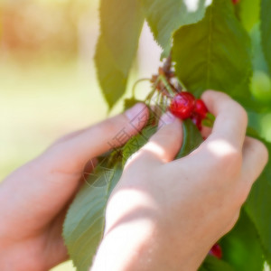 从树上摘樱桃的女性手职业季节收成花园树木收获浆果红色水果绿色背景图片