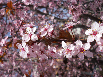 果树樱树花花蕾树叶标本粉红色李子深紫色背景图片