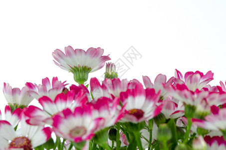 美丽的粉红花和绿草花园植物群明信片紫色花束雏菊花瓣礼物植物温泉背景图片