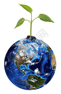 地球上的绿色植物绿色树叶地面植物群行星生长背景图片