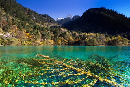 五花湖位于朱海古湖旅行耀斑旅游风景绿色反射森林池塘遗产游客背景图片