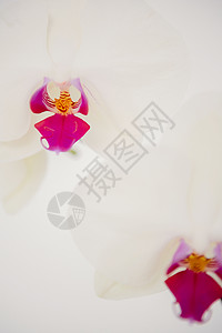 粉红花的精细一枝植物白色区系背景图片