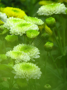 绿色自然白色花朵植物群背景图片