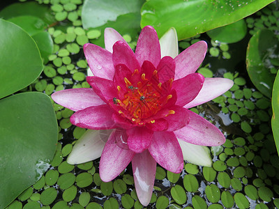 在花园里把粉红莲花封起来绿色植物粉色白色池塘花朵蓝色植物群荷花背景图片