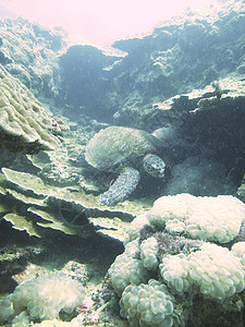 特写泰国北安达曼的海龟红色珊瑚浮潜蓝色生活游泳绿色野生动物海洋热带背景图片