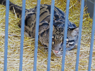 笼子里的野猫眼睛陷阱宠物毛皮猎人人道救援露天捕食者猫科呼噜声高清图片素材