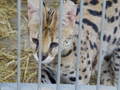 笼子里的野猫人道庇护所荒野动物园陷阱社会眼睛猫科哺乳动物兽医狮子高清图片素材