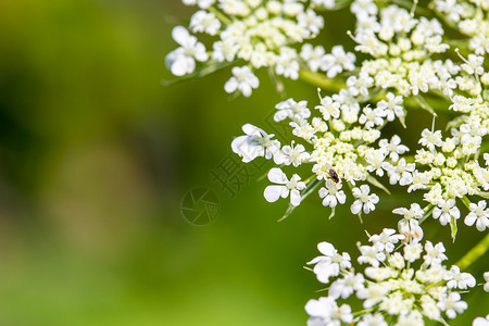 安妮女王花边Daucus 胡萝卜 安妮女王的蕾丝白色植物群宏观花边花园野花杂草植物荒野背景