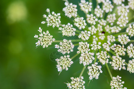 安妮女王花边Daucus 胡萝卜 安妮女王的蕾丝野花植物花园荒野白色花边杂草宏观植物群背景