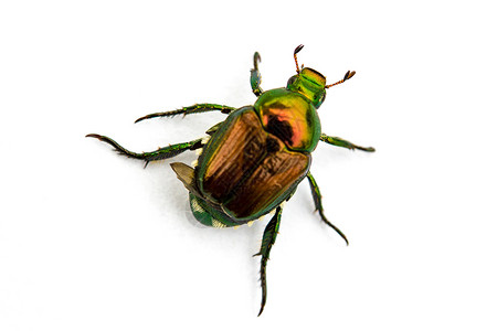 日式波平亚雅普尼卡白色甲虫昆虫骨骼宏观侵扰凤梨背景图片