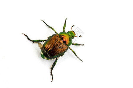 日式波平亚雅普尼卡甲虫昆虫凤梨宏观骨骼侵扰白色背景图片