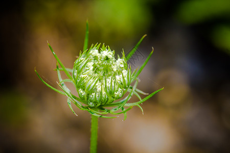 安妮女王花边Daucus 胡萝卜 安妮女王的蕾丝花园植物杂草宏观白色花边荒野野花植物群背景