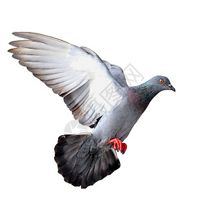 飞鸽鸟群行动天空动物象征巢鸟符号自由宠物飞行高清图片