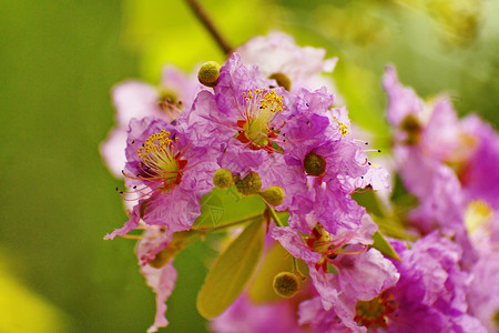 白花花点缀绿色花瓣植物紫色花园植物群灌木植物学公园背景图片