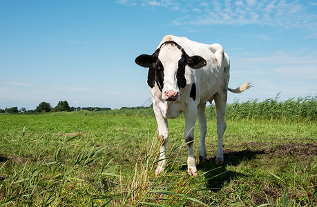 观看相机的牛牛农业乡村草地场地农田哺乳动物农场黑色牛肉奶牛背景图片