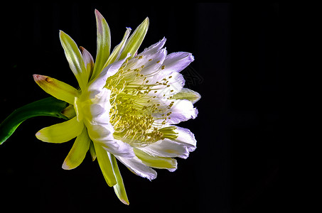 精美白色昙花夜起闪亮的宙斯季节性植物白色沙漠情调花瓣女王区系异国蜡样背景